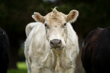 portrait of a cow in a field with pasture.