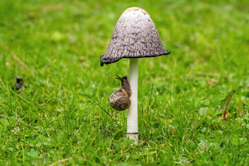 a coprinus comatus with a snail on green grass in the garden at a autumn day