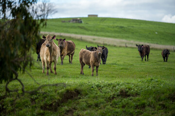 Obraz na płótnie Canvas organic, regenerative, sustainable agriculture farm producing stud wagyu beef cows.