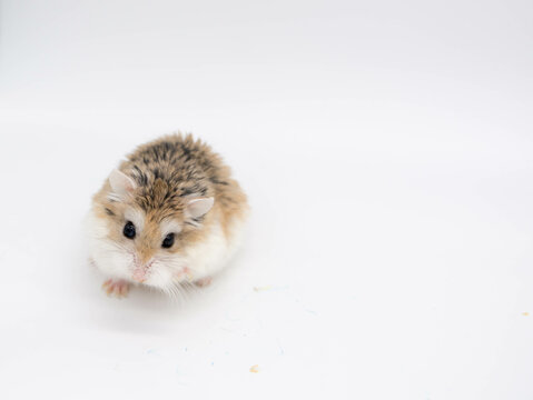 Hamster roborowski on white background. Copy space