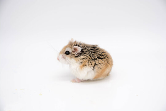 Hamster roborowski on white background. Copy space