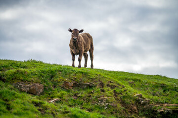 organic, regenerative, sustainable agriculture farm producing stud wagyu beef cows.