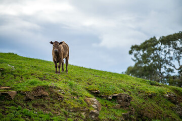 cow on a mountain pasture