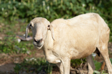 Des moutons broutent place du Souvenir Africain, Dakar, Sénégal, 2022