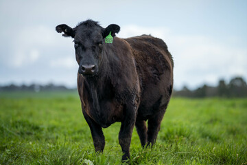 organic, regenerative, sustainable agriculture farm producing stud wagyu beef cows.
