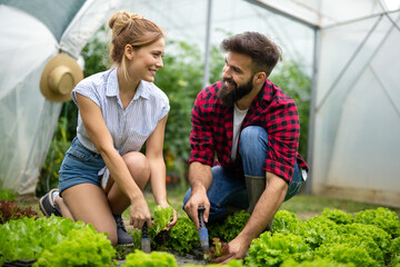 Happy young couple working in greenhouse, growing organic food. People bio food health concept