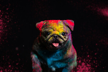 The dog jumps in colors on a black background