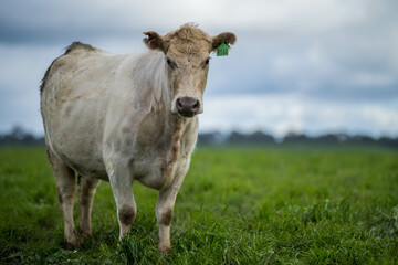 Naklejka na ściany i meble organic, regenerative, sustainable agriculture farm producing stud wagyu beef cows.