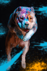 The dog jumps in colors on a black background