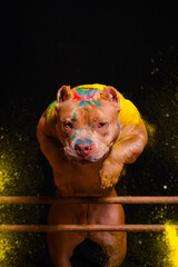 The dog jumps in colors on a black background - 535225557