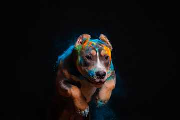 The dog jumps in colors on a black background - 535225717