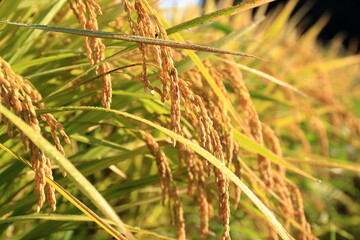 秋晴れの朝、露を光らせ黄金色に輝く稲穂