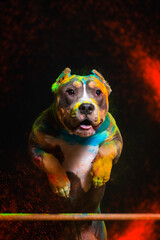 The dog jumps in colors on a black background - 535225750
