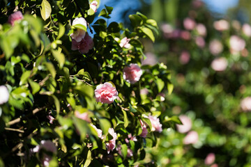 wattle blooming in the royal botanical garden 