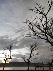 Fototapeta premium silhouette of a tree in the sunset