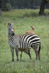 Fototapeta na wymiar zebra in the field 