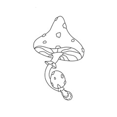 fly agaric illustration