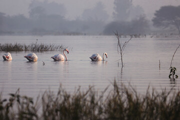Elegant flamingos in the lake. Wild Water Birds. Long neck and legs. Fishing Birds. Lake Landscape and mountains and trees. Wildlife of India