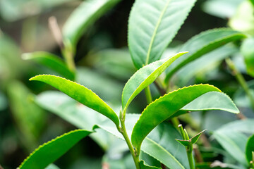 Beautiful green tea crop garden rows scene, design concept for the fresh tea product.