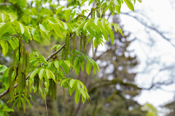 The branch of Manchurian nut-tree Juglans mandshurica with catkins. natural spring background