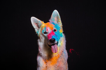 Portrait of a fighting dog in paint on a black background. - 535227173