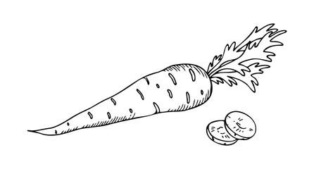 A composition of carrots with two cut slices lying side by side, a hand drawing with hatching
