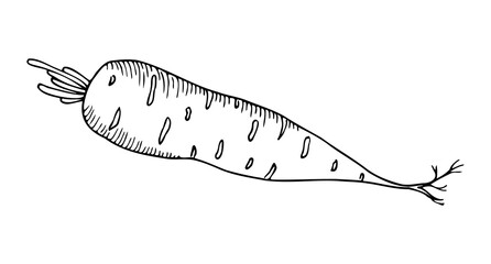 Carrot with root, black and white hand drawing with hatching