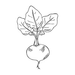 Radish with root and leaves, hand drawing with hatching