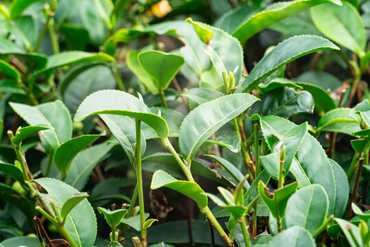 Beautiful green tea crop garden rows scene, design concept for the fresh tea product.