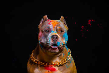 Portrait of a fighting dog in paint on a black background. - 535227319