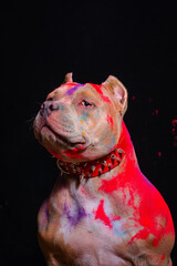 Portrait of a fighting dog in paint on a black background. - 535227354
