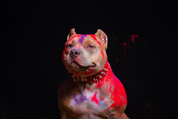 Portrait of a fighting dog in paint on a black background. - 535227399