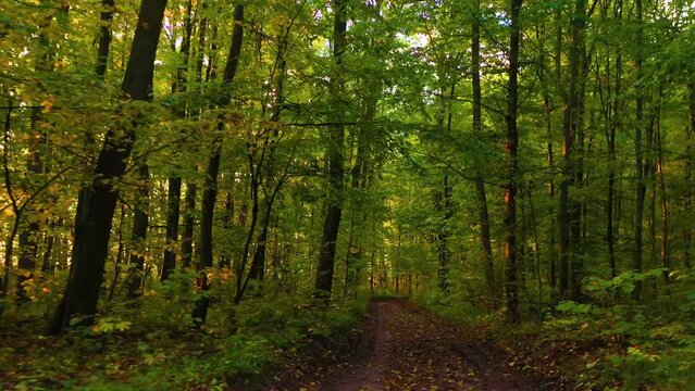 The road in the autumn forest at dawn