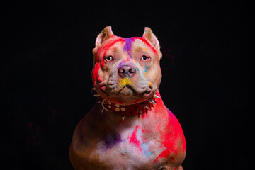 Portrait of a fighting dog in paint on a black background. - 535227509