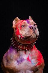 Portrait of a fighting dog in paint on a black background. - 535227551