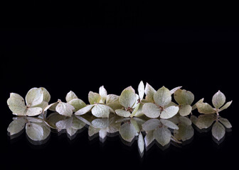 small white hortensia flowers with reflection, black background