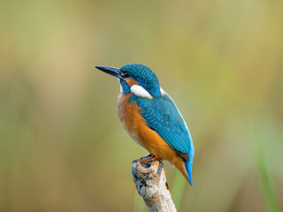 kingfisher on the branch
