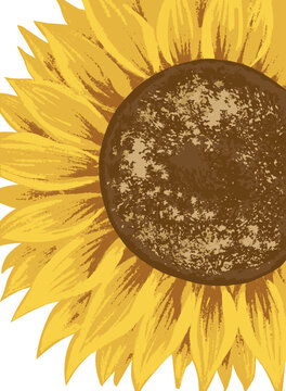 yellow sunflower close-up on white clip art preview