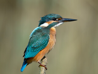 kingfisher on the branch