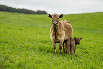 organic, regenerative, sustainable agriculture farm producing stud wagyu beef cows.
