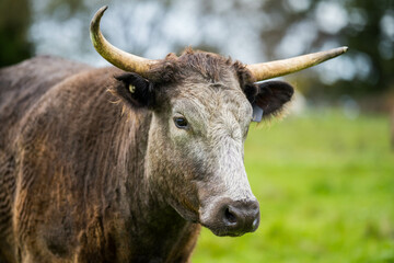 organic, regenerative, sustainable agriculture farm producing stud wagyu beef cows.