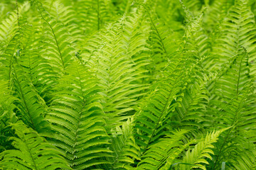 Beautiful fern leaf texture in nature. Natural ferns blurred background. Fern leaves Close up. background nature concept.