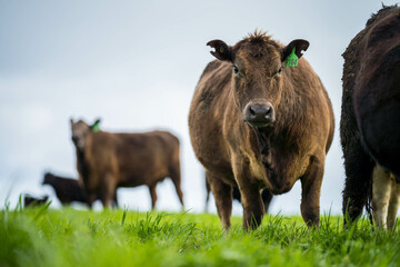 organic, regenerative, sustainable agriculture farm producing stud wagyu beef cows.