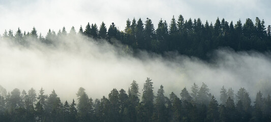 Amazing mystical rising fog forest trees landscape in black forest ( Schwarzwald ) Germany panorama...