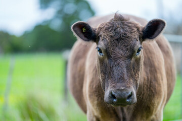 organic, regenerative, sustainable agriculture farm producing stud wagyu beef cows.