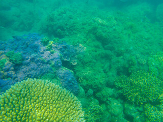 coral on the great barrier reef in queensland australia