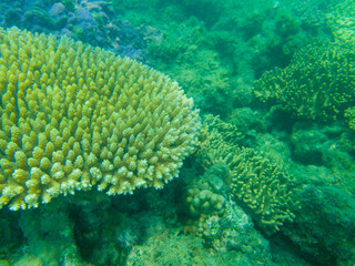 Naklejka na ściany i meble coral on the great barrier reef in queensland australia