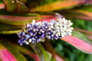 Mexican bromeliad, tropical plant. Ornamental plant