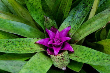Bromeliad flowering, tropical garden.