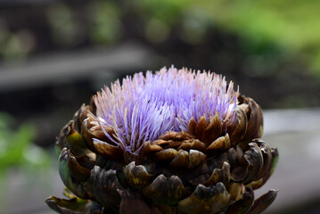 Naklejka na ściany i meble Purple flowering globe artichoke